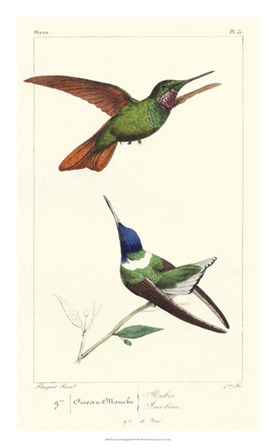 Lemaire Hummingbirds II by C.L. Lemaire art print