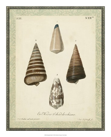 Bookplate Shells VI by Vision Studio art print
