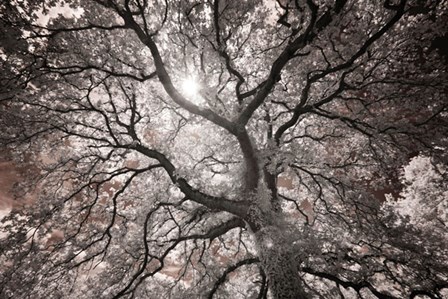 Ethereal Tree by Michael Hudson art print