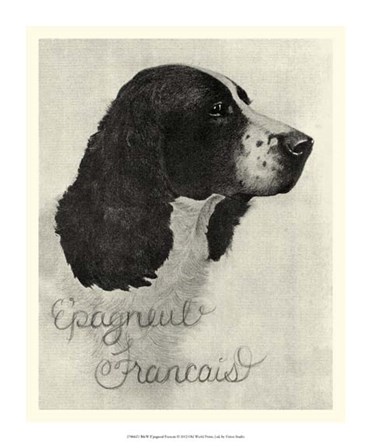 B&amp;W E&#39;pagneul Francais by Vision Studio art print