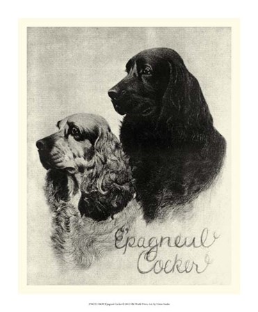 B&amp;W E&#39;pagneul Cocker by Vision Studio art print