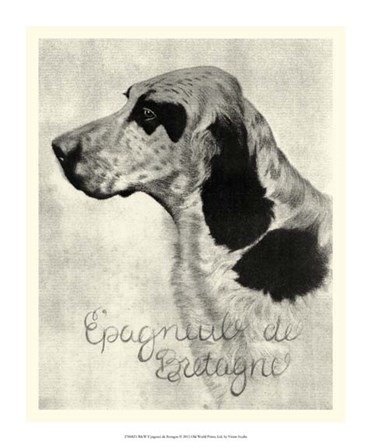 B&amp;W E&#39;pagneul de Bretagne by Vision Studio art print