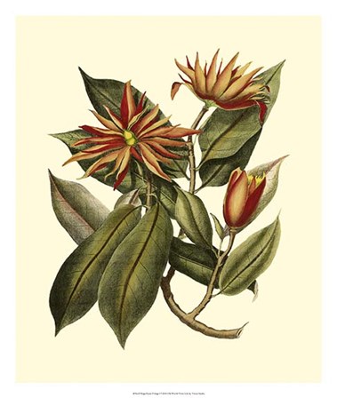 Magnificent Foliage I by Vision Studio art print
