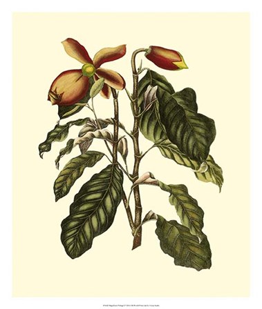 Magnificent Foliage II by Vision Studio art print