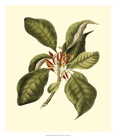 Magnificent Foliage III by Vision Studio art print