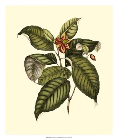 Magnificent Foliage IV by Vision Studio art print