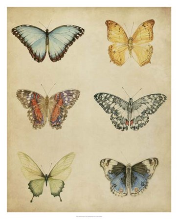 Butterfly Varietal I by Megan Meagher art print