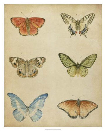 Butterfly Varietal II by Megan Meagher art print