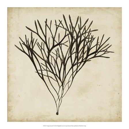 Vintage Seaweed V by Georg C. Oeder art print