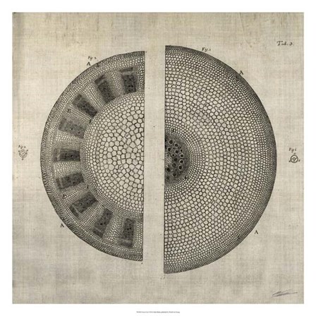 Cross Cut I by John Butler art print