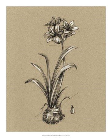 Botanical Sketch Black &amp; White II by Ethan Harper art print