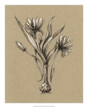 Botanical Sketch Black &amp; White III by Ethan Harper art print