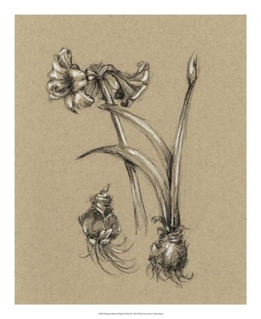 Botanical Sketch Black &amp; White IV by Ethan Harper art print