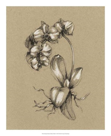 Botanical Sketch Black &amp; White V by Ethan Harper art print