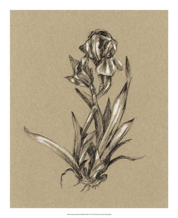 Botanical Sketch Black &amp; White VI by Ethan Harper art print
