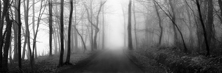 Woodland Walk by Erin Clark art print