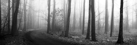 Forest Path by Erin Clark art print