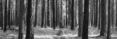 Tree Curtain by Erin Clark art print