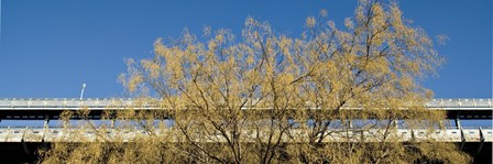 Golden Tree by Erin Clark art print