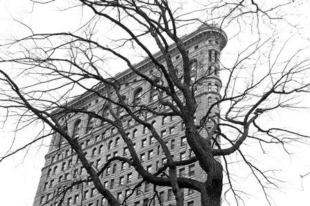 Flatiron with Tree (b/w) by Erin Clark art print