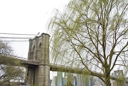 Brooklyn Bridge and Willow by Erin Clark art print