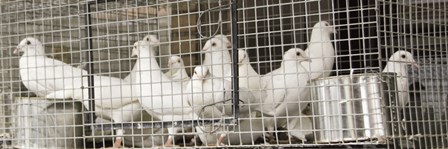 Doves by Erin Clark art print