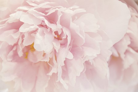 Peony I by Erin Clark art print