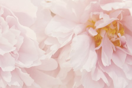 Peony III by Erin Clark art print