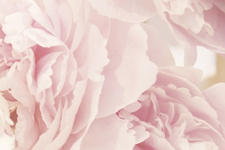 Peony IV by Erin Clark art print