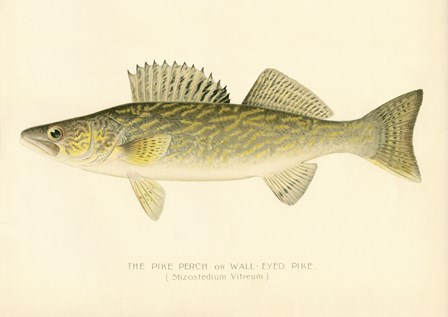 Pike Perch by Print Collection art print