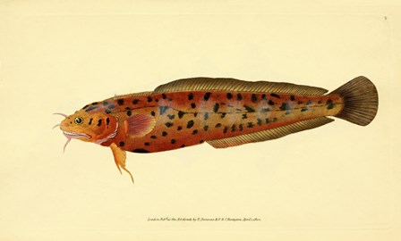 The Natural History of British Fishes - Plate 2 by Print Collection art print