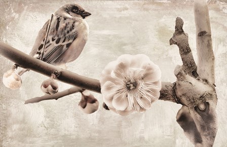 Plum Blossom by Mindy Sommers art print