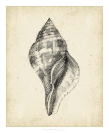 Antique Shell Study II by Ethan Harper art print