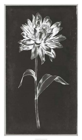Single Stem III by Jennifer Goldberger art print