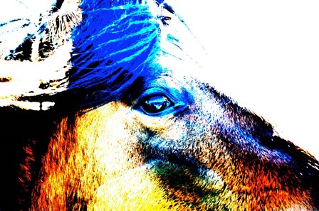 Mustang Sally by Amanda Lee Smith art print