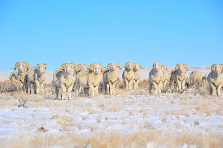 Line Em Up Rams by Amanda Lee Smith art print