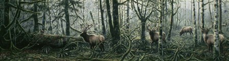 Enchanted Forest by Jeff Tift art print