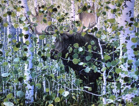Moose by Jeff Tift art print