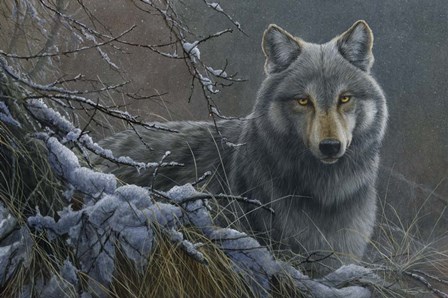 Grey Wolf by Dr. Jeremy Paul art print