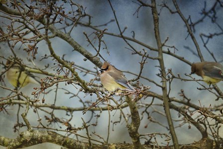 A Taste Of Sunshine Cedar Wax wings by Jai Johnson art print