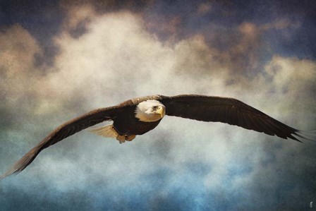 Coming Home Bald Eagle by Jai Johnson art print