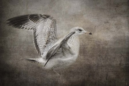 Dance Of The Lone Gull by Jai Johnson art print