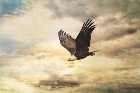 Early Evening Flight Bald Eagle 1 by Jai Johnson art print
