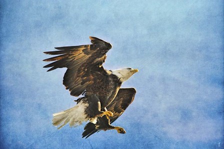 Landing Gear Bald Eagle by Jai Johnson art print