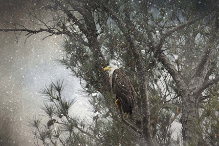 Last Winter Blast Bald Eagle by Jai Johnson art print