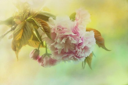 Cherry Blossoms In Spring by Jai Johnson art print