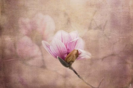 Pink Magnolia 2 by Jai Johnson art print