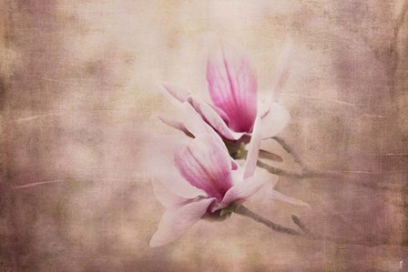 Pink Magnolia 3 by Jai Johnson art print