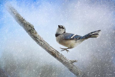Bluejay In The Snow by Jai Johnson art print