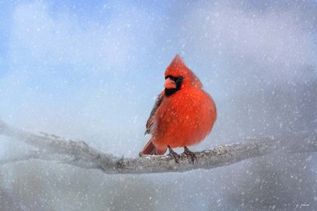 Cardinal In The Snow by Jai Johnson art print